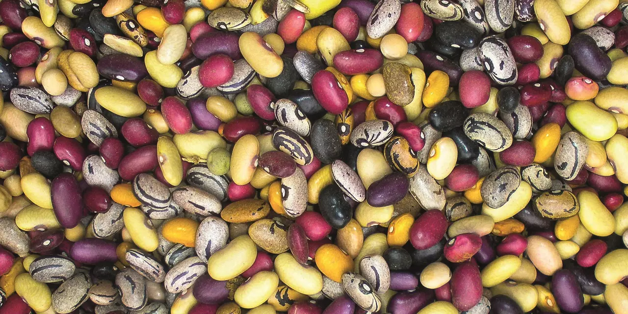 Protein beans