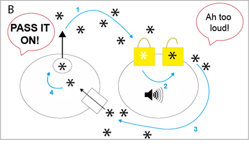 If too much dopamine is released (1) or it’s not taken away fast enough (3) the message received by the neighbour cell is too loud (2).