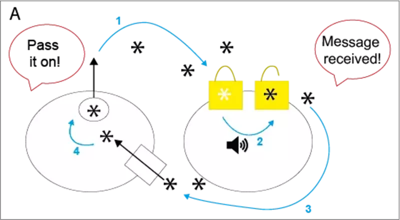  how dopamine (shown as an asterisk) is released from the first cell (1), and floats to its neighbouring cell where it unlocks the receptor to pass on a message (2)
