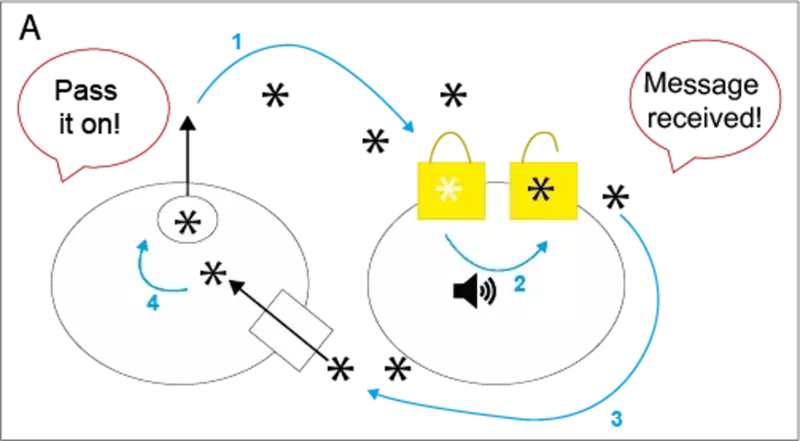 how dopamine (shown as an asterisk) is released from the first cell (1), and floats to its neighbouring cell where it unlocks the receptor to pass on a message (2)