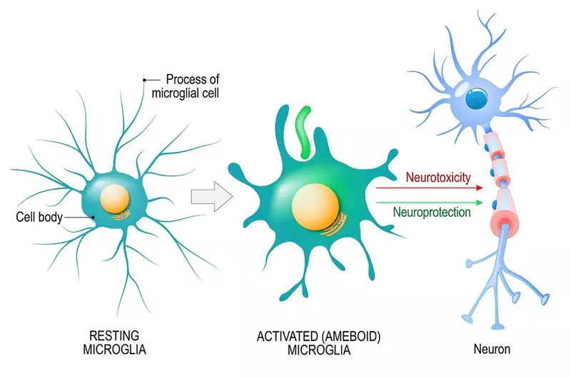 Diagram of a resting microglia, activated microglia and neuron
