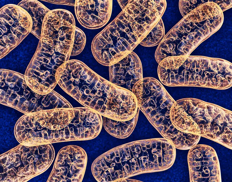 Mitochondria stained in yellow against a blue background