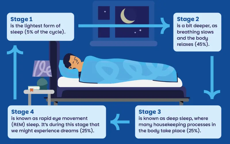Diagram showing the sleep cycle. An illustration of a person asleep in bed is at the centre, with each stage of the sleep cycle explain in a box around the person. Stage 1 is the lightest form of sleep (5% of the cycle). Stage 2 is a bit deeper, as breathing slows and the body relaxes (45%). Stage 3 is known as deep sleep, where many housekeeping processes in the body take place (25%). Stage 4 is known as rapid eye movement (REM) sleep and is the stage that we might experience dreams (25%).