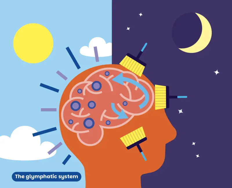 Illustration to show that the glymphatic sysyem is how the brain is cleaned out over night. An orange head is outlined against a split background of day and night. The brain is shown to be active in the daytime half. Three sweeping brushes represent that the brain is being cleared out in the nighttime half of the diagram.